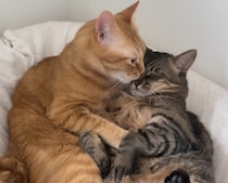 キンタ、目覚めの〇〇。【ウメタとキンタ、雪国ブラザーズの日常。vol.14】