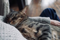 キンタが外にいる隙に……。【ウメタとキンタ、雪国ブラザーズの日常。vol.15】