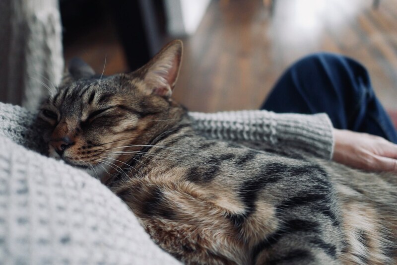 キンタが外にいる隙に……。【ウメタとキンタ、雪国ブラザーズの日常。vol.15】