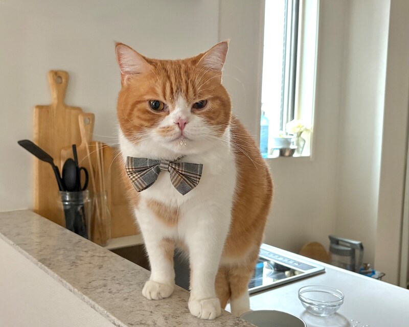 なにか、ついてますか？【とろろ、もふもふDays。vol.158】