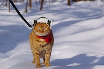 いざ、森の見回りへ！【ウメタとキンタ、雪国ブラザーズの日常。vol.16】