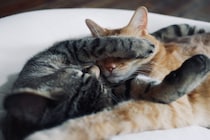 お昼寝日和な雪の日。【ウメタとキンタ、雪国ブラザーズの日常。vol.17】