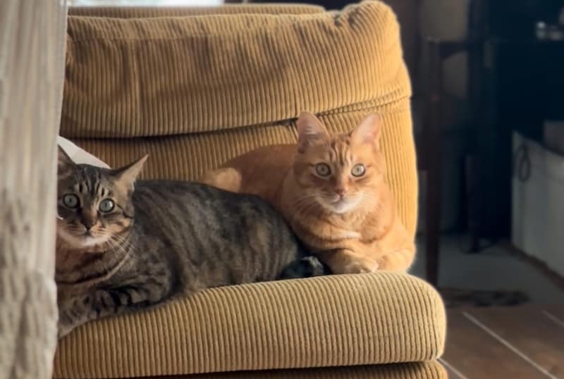 バイリンニャルなぼくら。【ウメタとキンタ、雪国ブラザーズの日常。vol.18】