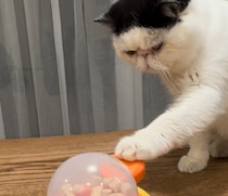 あひるちゃんで、おやつタイム。【おちょこ、ぽのぽのだより。vol.236】