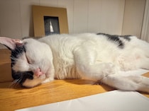 老ねこの風格？【〈LOISIR〉デザイナー・前田敬子による、保護猫・えいたと暮らす日常。 vol.90】