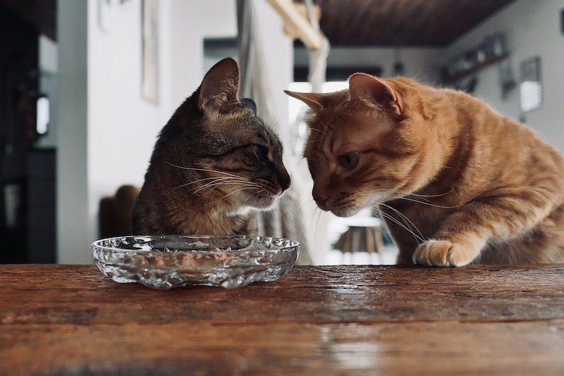 おやつ、あげませんよ。【ウメタとキンタ、雪国ブラザーズの日常。vol.19】