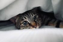 たまには、ひとりになりたいのさ。【ウメタとキンタ、雪国ブラザーズの日常。vol.21】