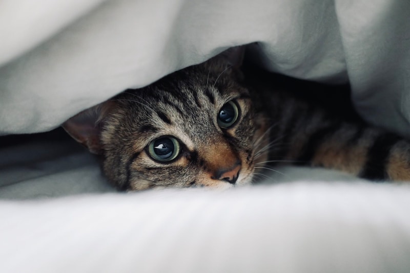 たまには、ひとりになりたいのさ。【ウメタとキンタ、雪国ブラザーズの日常。vol.21】