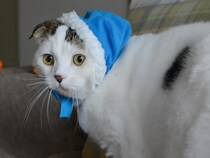 青サンタになった、赤ちゃんの頃のオレ。【いなほ、オレ物語。vol.262】