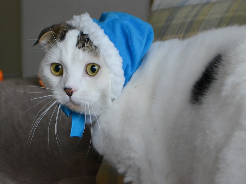 青サンタになった、赤ちゃんの頃のオレ。【いなほ、オレ物語。vol.262】