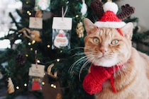 どうも、キンタクロースです。【ウメタとキンタ、雪国ブラザーズの日常。vol.24】