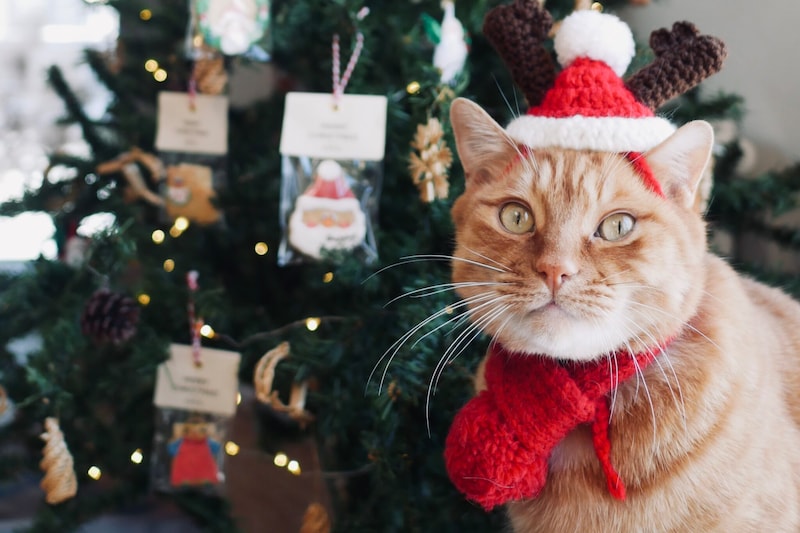 どうも、キンタクロースです。【ウメタとキンタ、雪国ブラザーズの日常。vol.24】