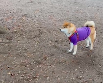 まぁまぁ取り残されがちなぼく。