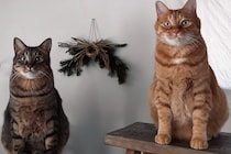 雪国ライフは続く！【ウメタとキンタ、雪国ブラザーズの日常。vol.26】