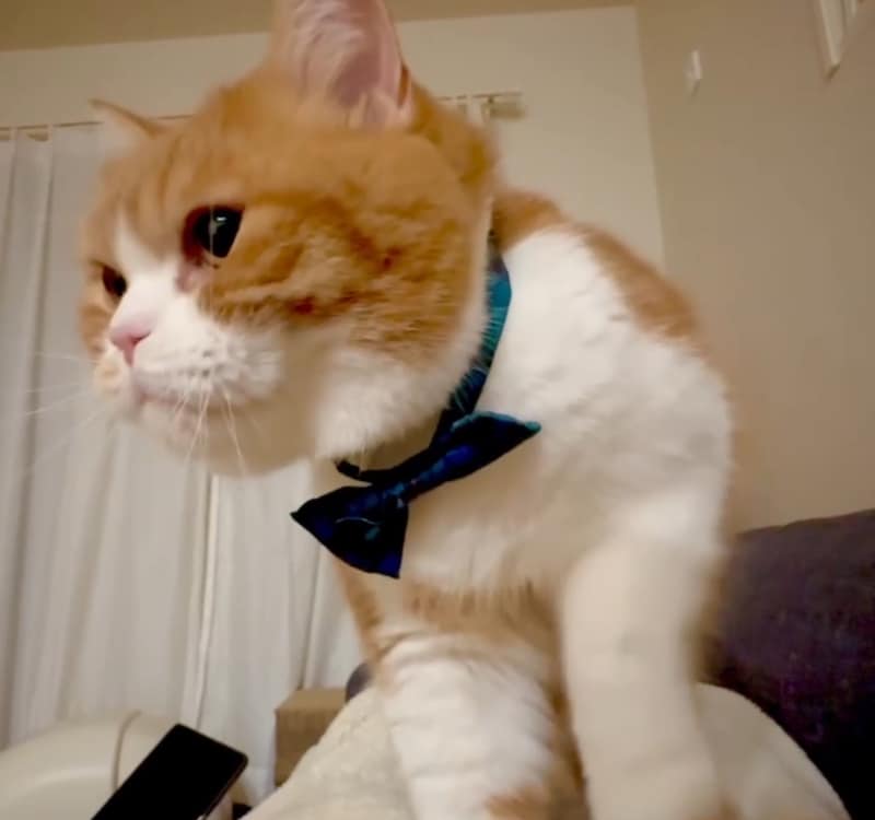 お餅、ふみふみ？【とろろ、もふもふDays。vol.160】