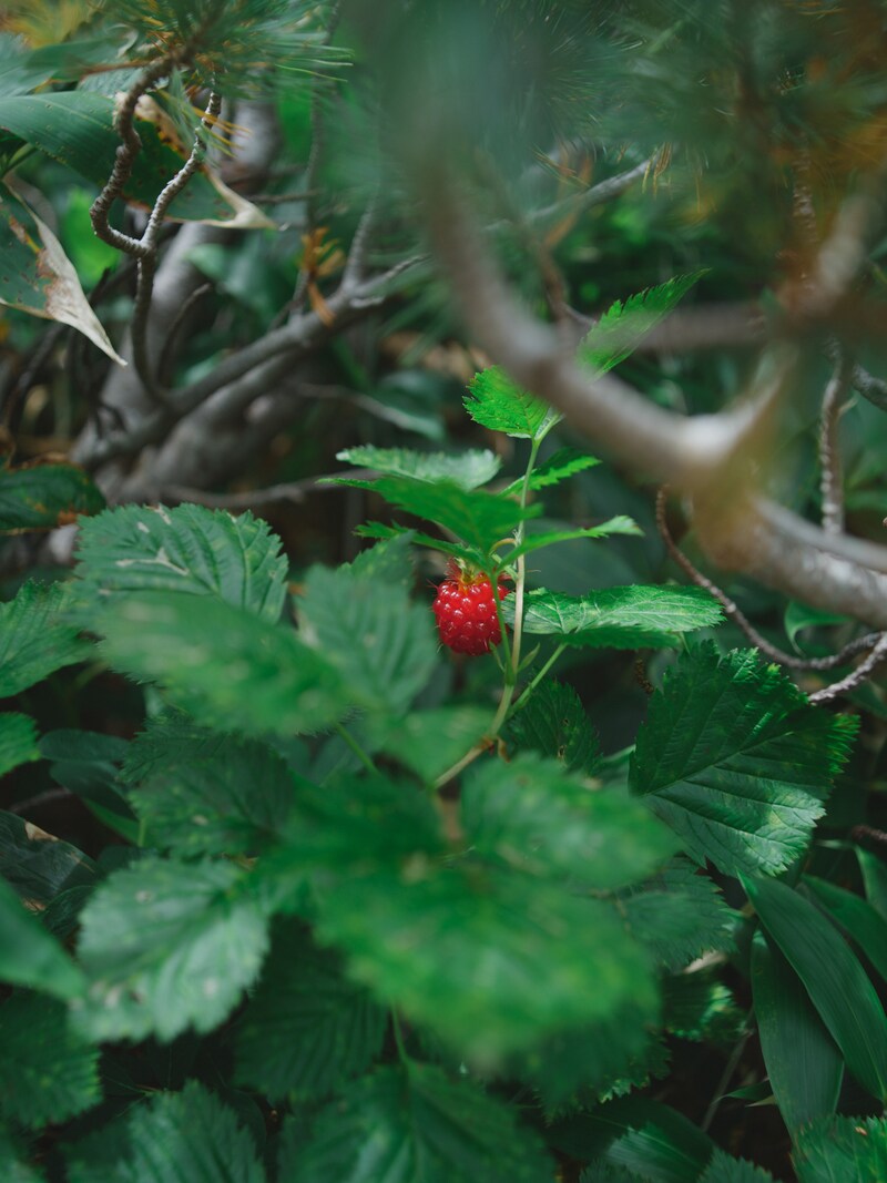 今月の写真家、今日の一枚。 柿崎 豪 vol.21