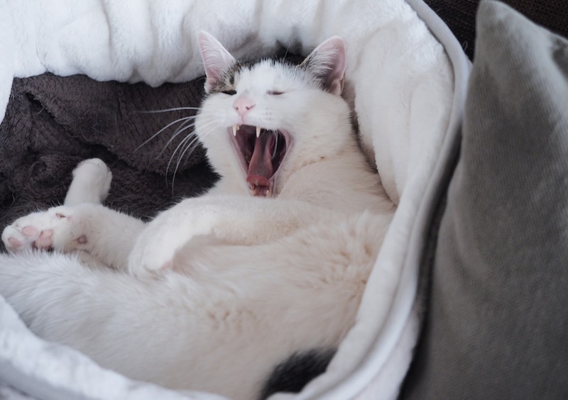 あくび、うつっちゃった?【ぽくあむのハートフルデイズ。vol.21】