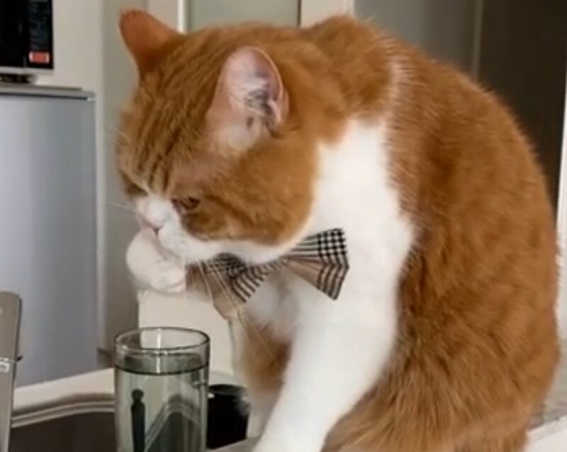 上手に飲めてるでしょ？【とろろ、もふもふDays。vol.146】