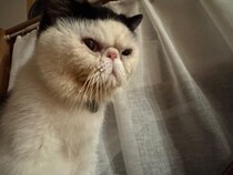 このスリルも悪くない？【おちょこ、ぽのぽのだより。vol.224】