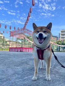 ハルくん、週末はお祭り。
