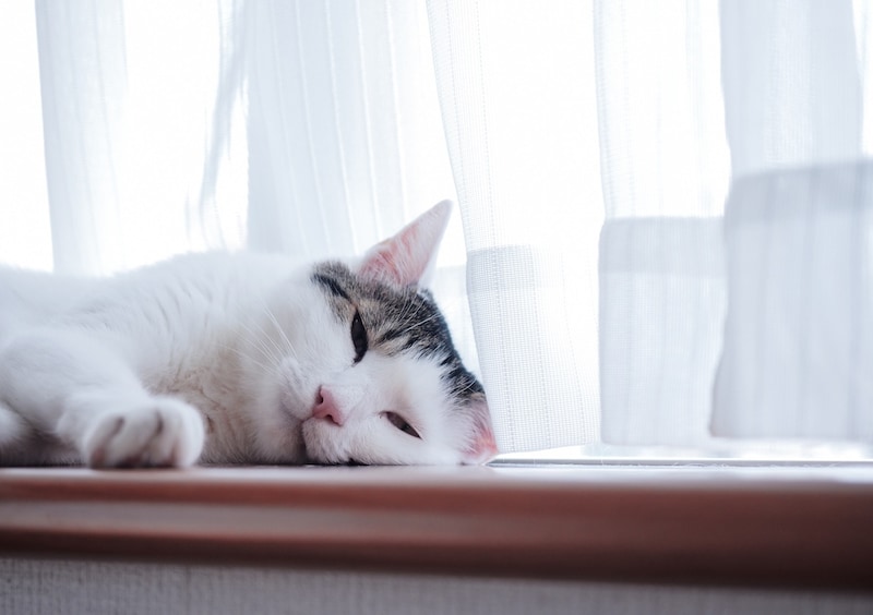 本日は、二度寝日和。【ぽくあむのハートフルデイズ。vol.27】