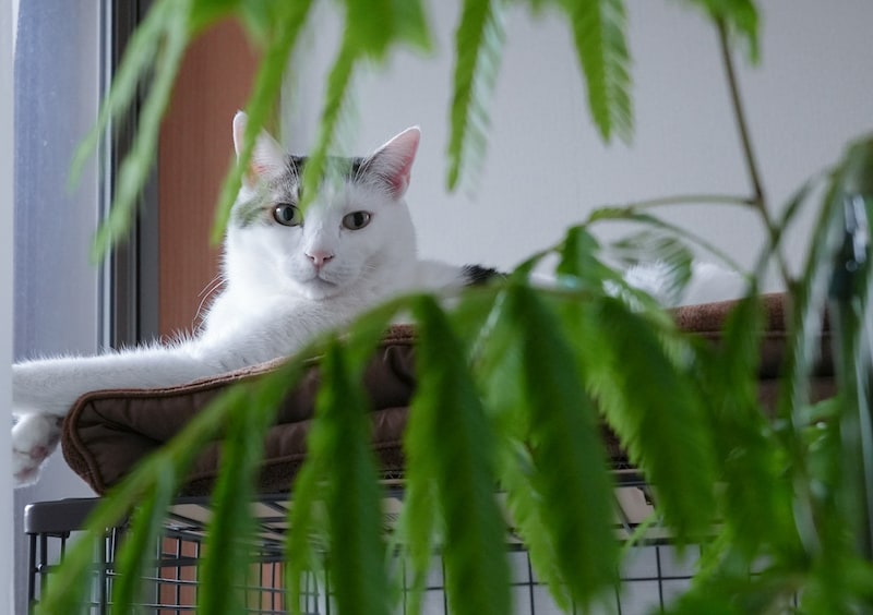 葉っぱの教育もお任せを。【ぽくあむのハートフルデイズ。vol.28】