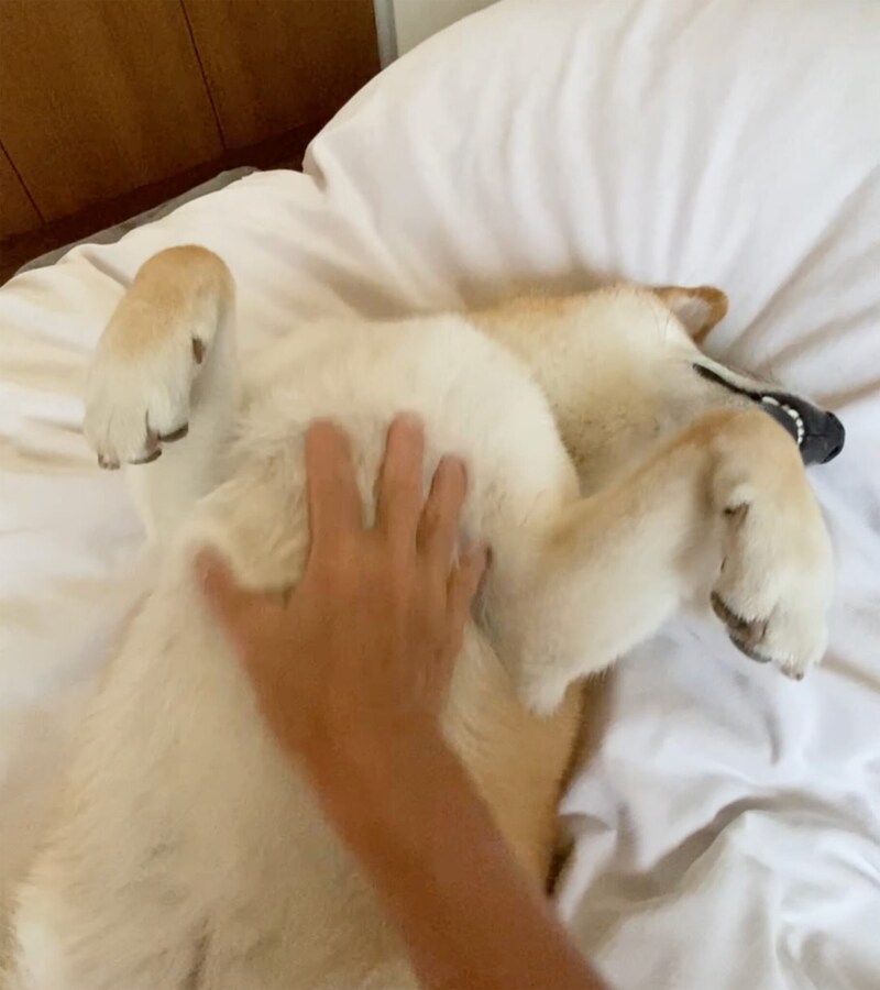 ハルくん、お腹丸出し。