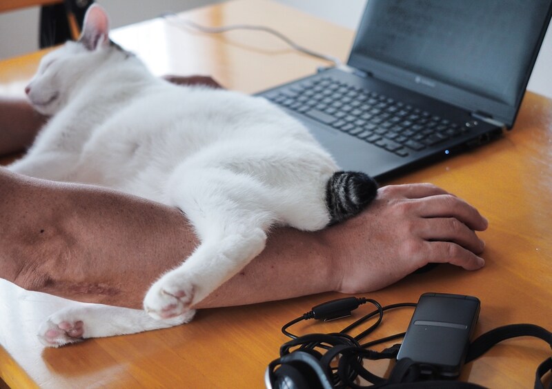 シゴデキねこの1日?【ぽくあむのハートフルデイズ。vol.29】