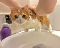 シャンプーは苦手です。【とろろ、もふもふDays。vol.147】