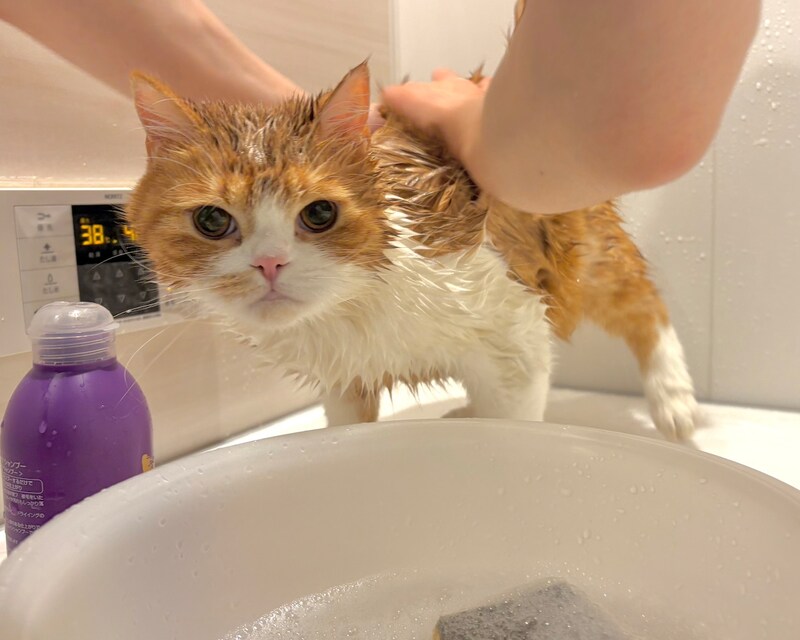 シャンプーは苦手です。【とろろ、もふもふDays。vol.147】