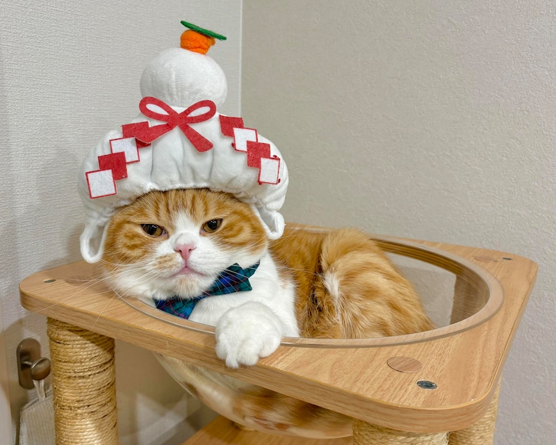 ハッピーニャーイヤー！ 2026。連載中のねこたちから、お年賀が届きました。