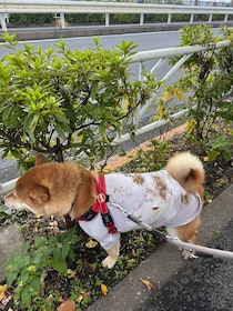 バッチリ仕上がったぼく。ハルくんはご機嫌です。