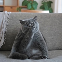 ヨガポーズでこんにちは。 今日から新連載【ごまちゃん、今日も自由気まま。】がスタート。本誌サイトにて、1か月間毎日更新です。