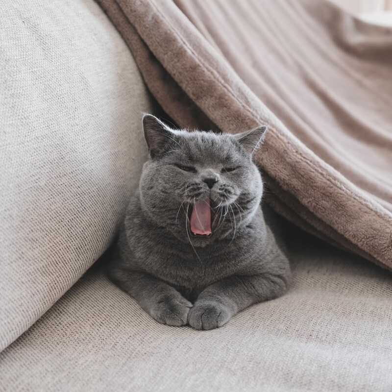 ヨガポーズ、マスターしませんか。【ごまちゃん、今日も自由気まま。vol.2】