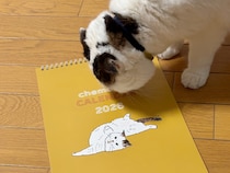 ちゃんとカレンダーめくってる？ 水曜日のねこは、いなほです。