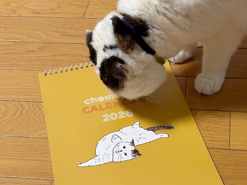 ちゃんとカレンダーめくってる？ 水曜日のねこは、いなほです。