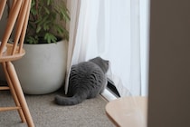 朝のルーティンは、こんな感じ。【ごまちゃん、今日も自由気まま。vol.3】