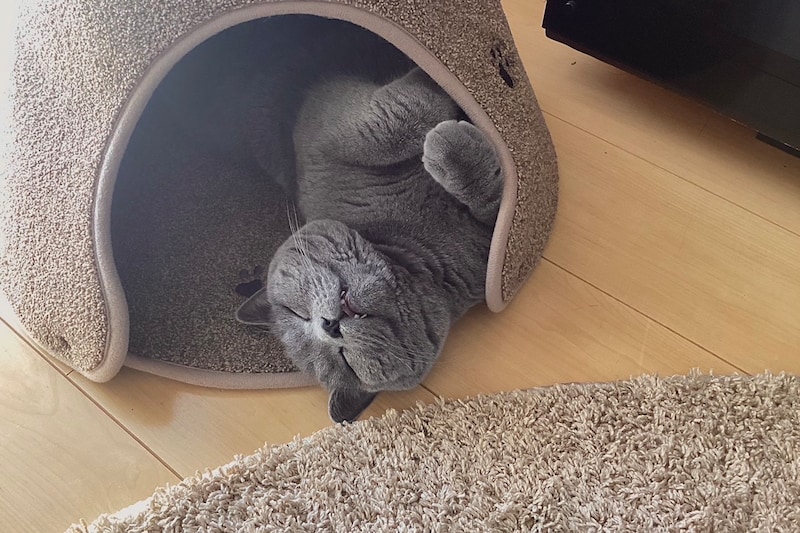 何を考えているでしょう？ 【ごまちゃん、今日も自由気まま。】毎日更新中。