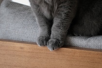 クリームパンではありません。【ごまちゃん、今日も自由気まま。vol.5】