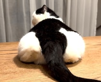 お餅じゃなくて、お尻です。金曜日のねこは、おちょこです。