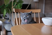 ハッピーサタデー。癒やしをお届け。【ごまちゃん、今日も自由気まま。vol.6】