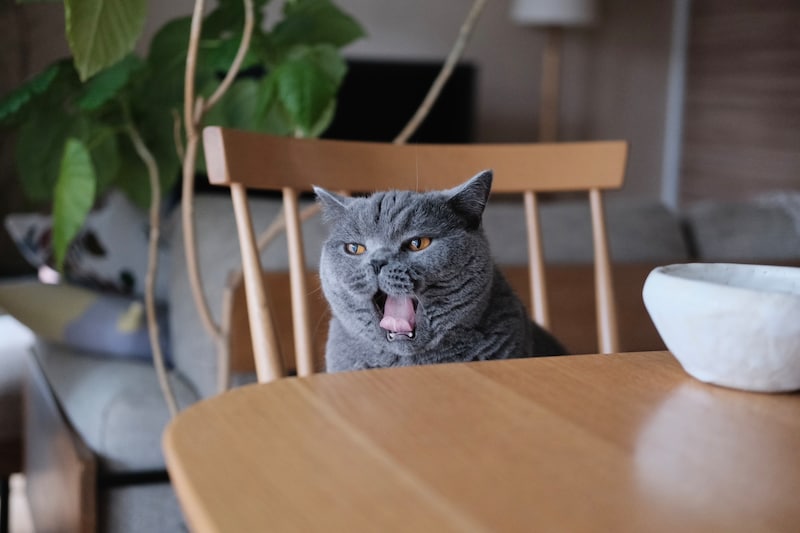 ハッピーサタデー。癒やしをお届け。【ごまちゃん、今日も自由気まま。vol.6】