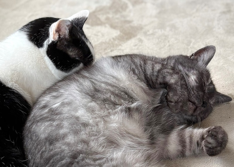 時はめぐって、兄になる。第1・3土曜日のねこは、えいたです。