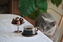 ぼくの特等席はこちら。【ごまちゃん、今日も自由気まま。vol.8】