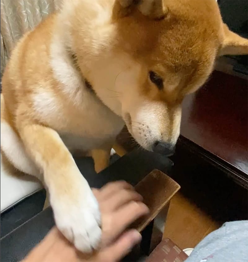 もっともっともっとやるのだ。かーちゃん、手が止まってます。