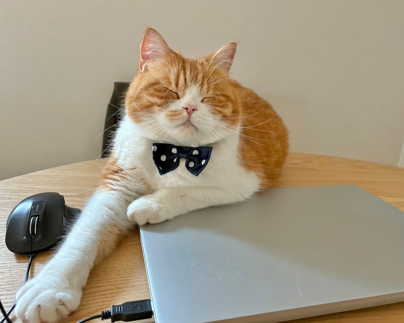 ここが落ち着くんです。火曜日のねこは、とろろです。