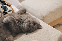 ベッド、温めておきましたよ。【ごまちゃん、今日も自由気まま。vol.10】