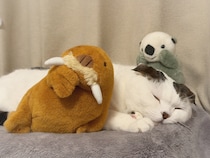 次の友達は、セイウチ？ 水曜日のねこは、いなほです。