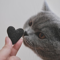 相思相愛なんです。【ごまちゃん、今日も自由気まま。】毎日更新中。