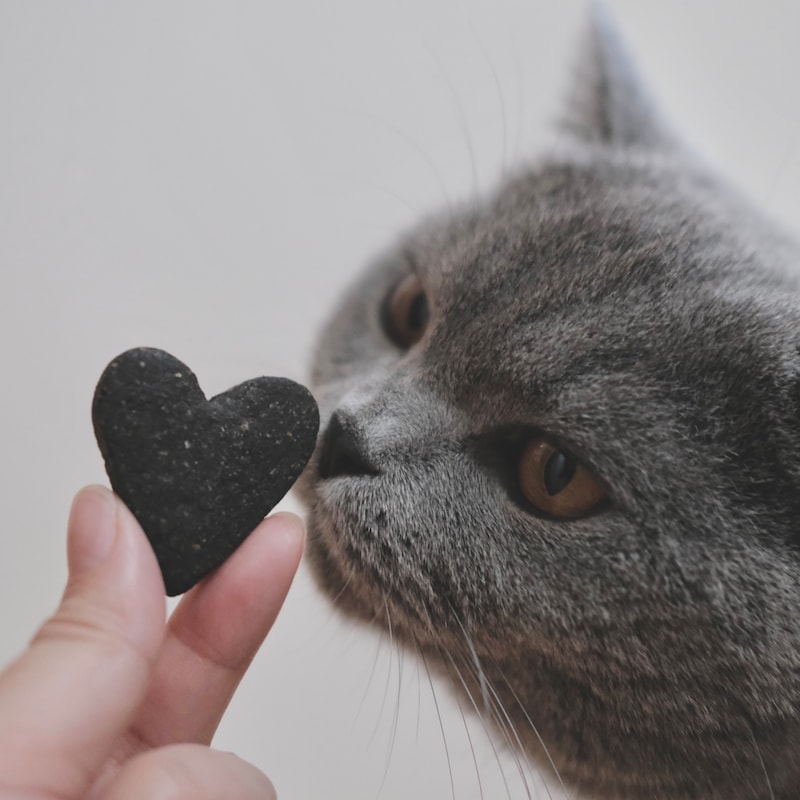 相思相愛なんです。【ごまちゃん、今日も自由気まま。】毎日更新中。